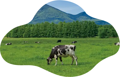 国産の牛乳・乳製品を飲もう！食べよう！