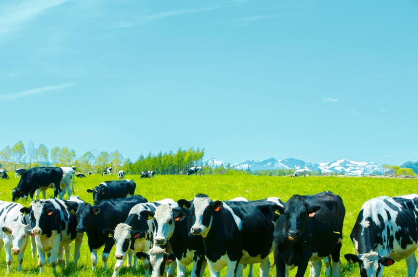 広々とした牧草地で、のんびりと青草を食む乳牛たち